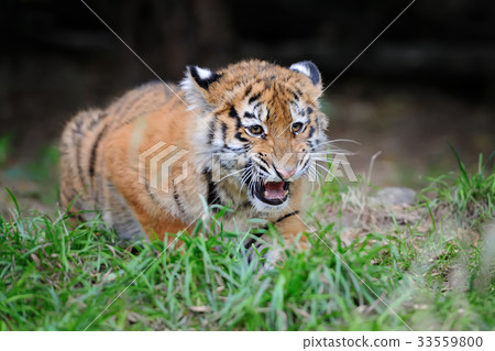 Portrait of a tiger cub 33559800