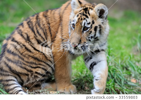 Portrait of a tiger cub Portrait of a tiger cub 33559803