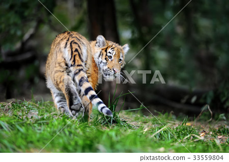 Tiger cub in grass Tiger cub in grass 33559804