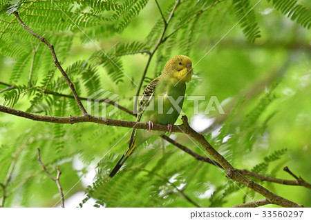 Wild parrot 33560297