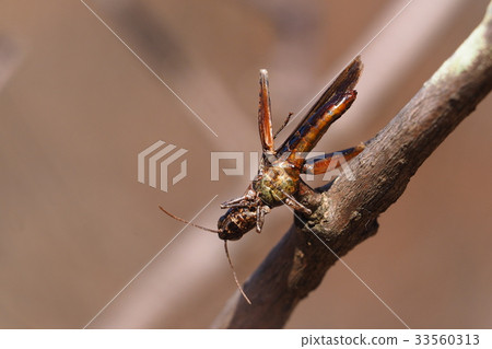 Haze of Mozart (grasshopper) 33560313