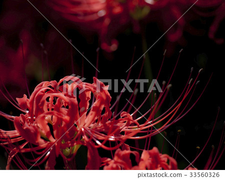 Bewitching cluster amaryllis Bewitching cluster amaryllis 33560326