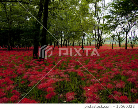 cluster spider lilies growing in clusters cluster spider lilies growing in clusters 33560328