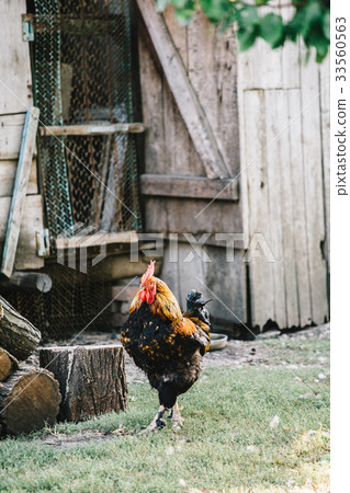 Hens in backyard feeding Hens in backyard feeding 33560563
