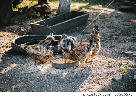 Livestock eating in yard 33560573