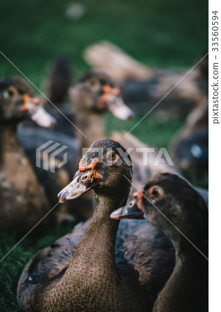 Flock of ducks in backyard 33560594
