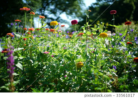 Flower garden 33561017