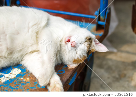Sleeping fat cat 33561516