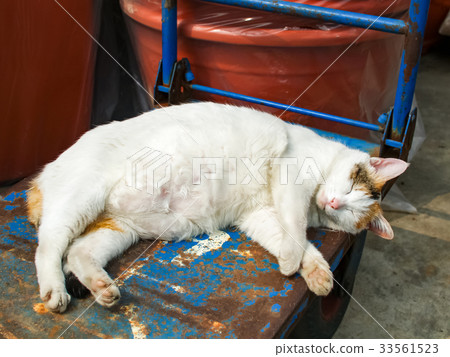 Sleeping fat cat Sleeping fat cat 33561523