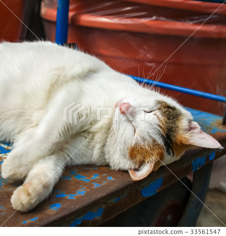 熟睡的肥貓 33561547