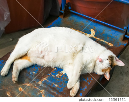 Sleeping fat cat 33561551