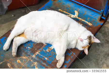 熟睡的肥貓 33561555