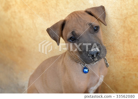 Thai ridgeback puppy 1 month age. 33562080