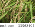 Rice 1 33562405