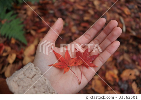 Maple put on hand 33562501