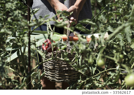 young man with a basket full of vegetables 33562617