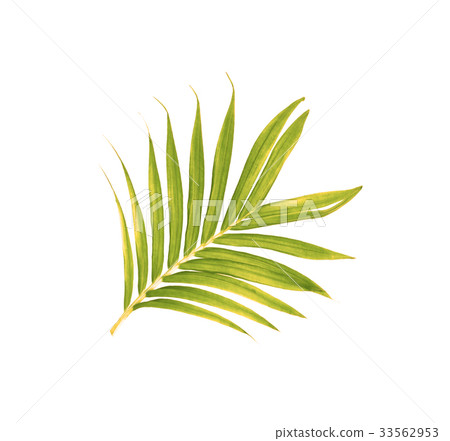 Green leaf of palm tree isolated on white Green leaf of palm tree isolated on white 33562953