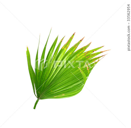 Green leaf of palm tree isolated on white Green leaf of palm tree isolated on white 33562954