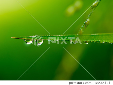 Water drop on leaves in light morning. Water drop on leaves in light morning. 33563121