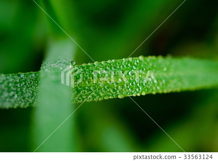 Water drop on leaves in light morning Water drop on leaves in light morning 33563124
