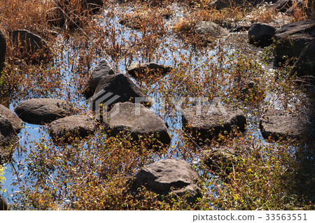 Stones and grass in the water 33563551