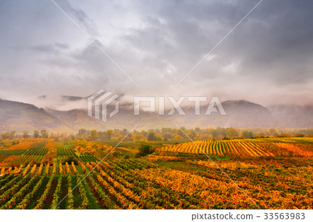 Panorama Wachau valley. Colorful autumn, vineyards Panorama Wachau valley. Colorful autumn, vineyards 33563983