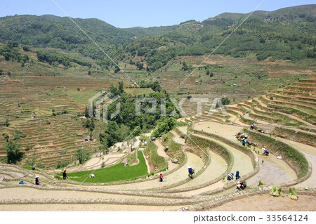 Rice terraces 33564124