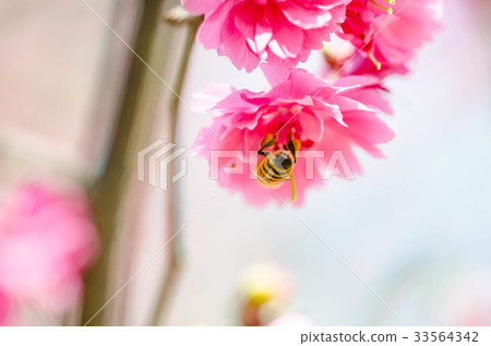 濁水巷 櫻花 濁水巷 櫻花 33564342