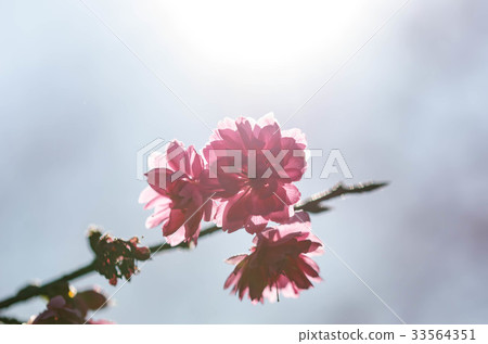 濁水巷 櫻花 33564351