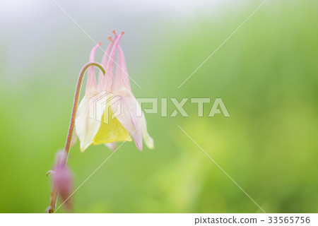 Yamada Maki (Yamaboshi Ring) Yamada Maki (Yamaboshi Ring) 33565756