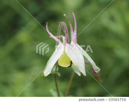 山田真希（Yamaboshi戒指） 33565758