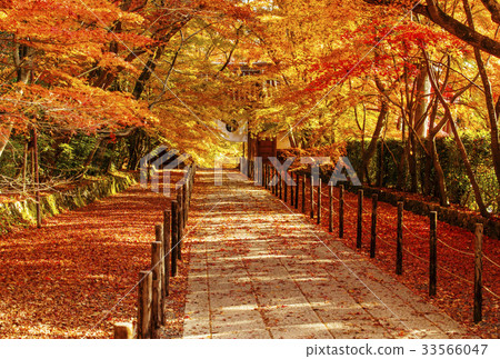 Kyoto Komyoji Temple Autumn leaves in the fall Kyoto Kyoto image 33566047