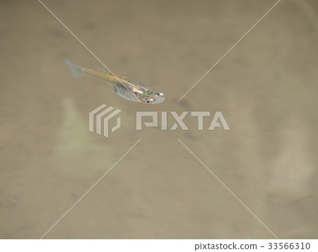 Specified alien species Kadayashi 33566310