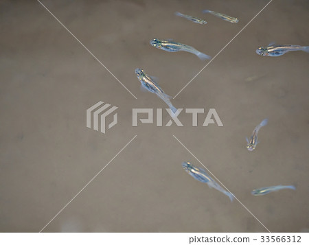 Specific alien creature flock 33566312