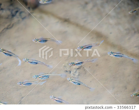 Specific alien creature flock Specific alien creature flock 33566317