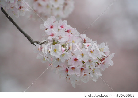 櫻花 櫻花 33566695