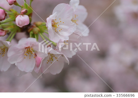 櫻花 櫻花 33566696