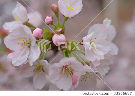 櫻花 櫻花 33566697