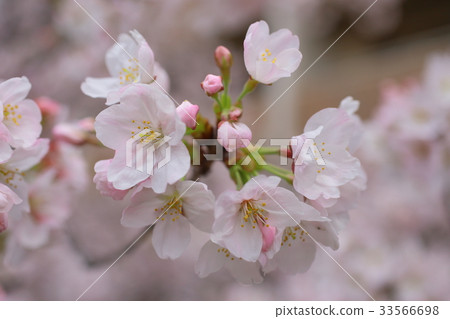 櫻花 33566698