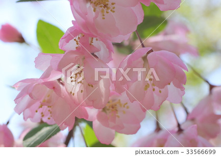 櫻花 33566699