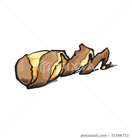 vector sketch raw peeled potato with spiral peel vector sketch raw peeled potato with spiral peel 33566733