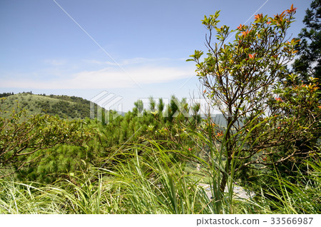 Scenery taiwan yangming mountain plant tree acicular pine summer fresh air sky clouds sunny blue sky color color blue green 33566987
