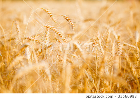Picture of wheat field in summer afternoon 33566988