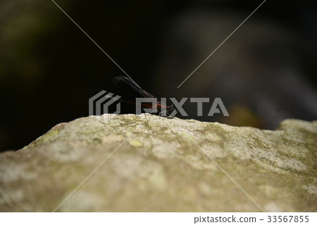 damselfly damselfly 33567855