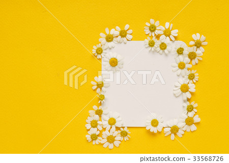 daisy flowers on the paper card 33568726