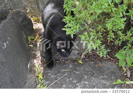 Stray cat Stray cat 33570012