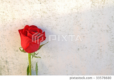 玫瑰,玫瑰花,花 33576680