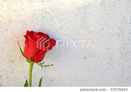 玫瑰,玫瑰花,花 33576682