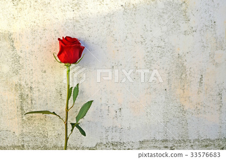 Rose, rose, flower 33576683