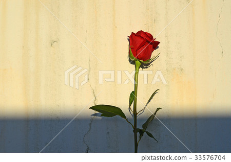 玫瑰,玫瑰花,花 33576704